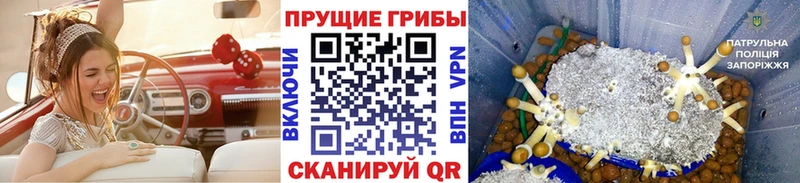 Галлюциногенные грибы GOLDEN TEACHER купить наркотики цена Новоалтайск
